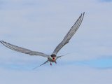 Natural History Arctic Tern in Flight by Paul Skehan